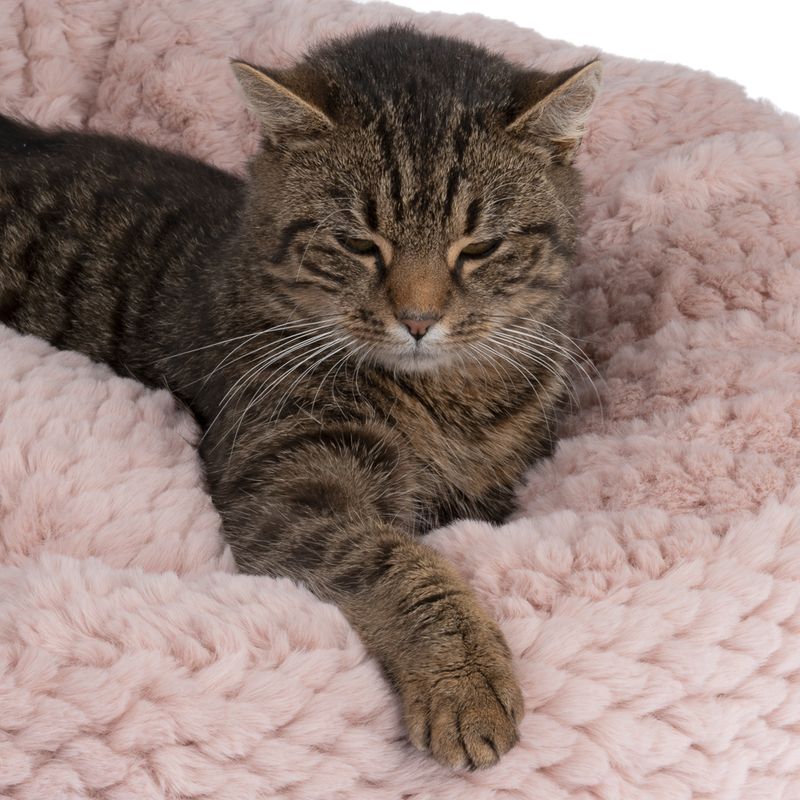 Panier Modern Living Cidra pour chat et petit chien