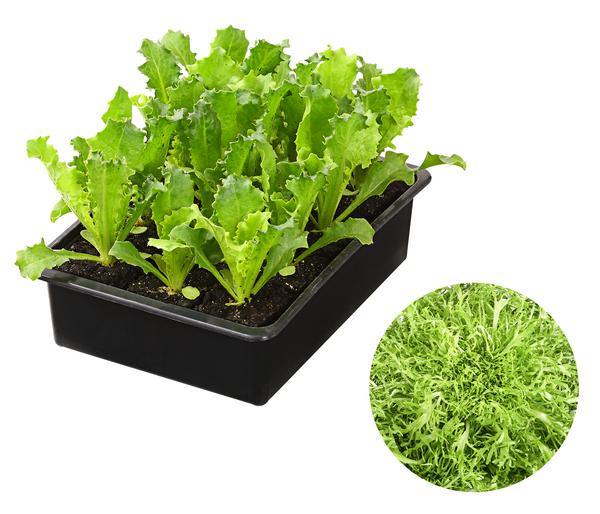 Endiviensalat 'Frisee', 6er Schale