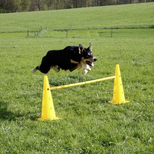 Equipamento de agilidade para cães amarelos