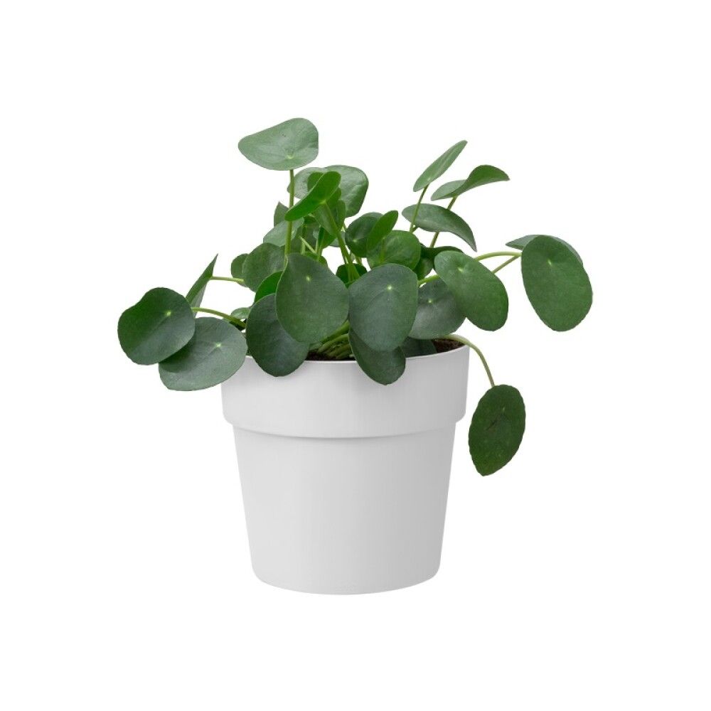 PLASTPOTTE ELHO B.FOR ORIGINAL Ø16CM HVIT