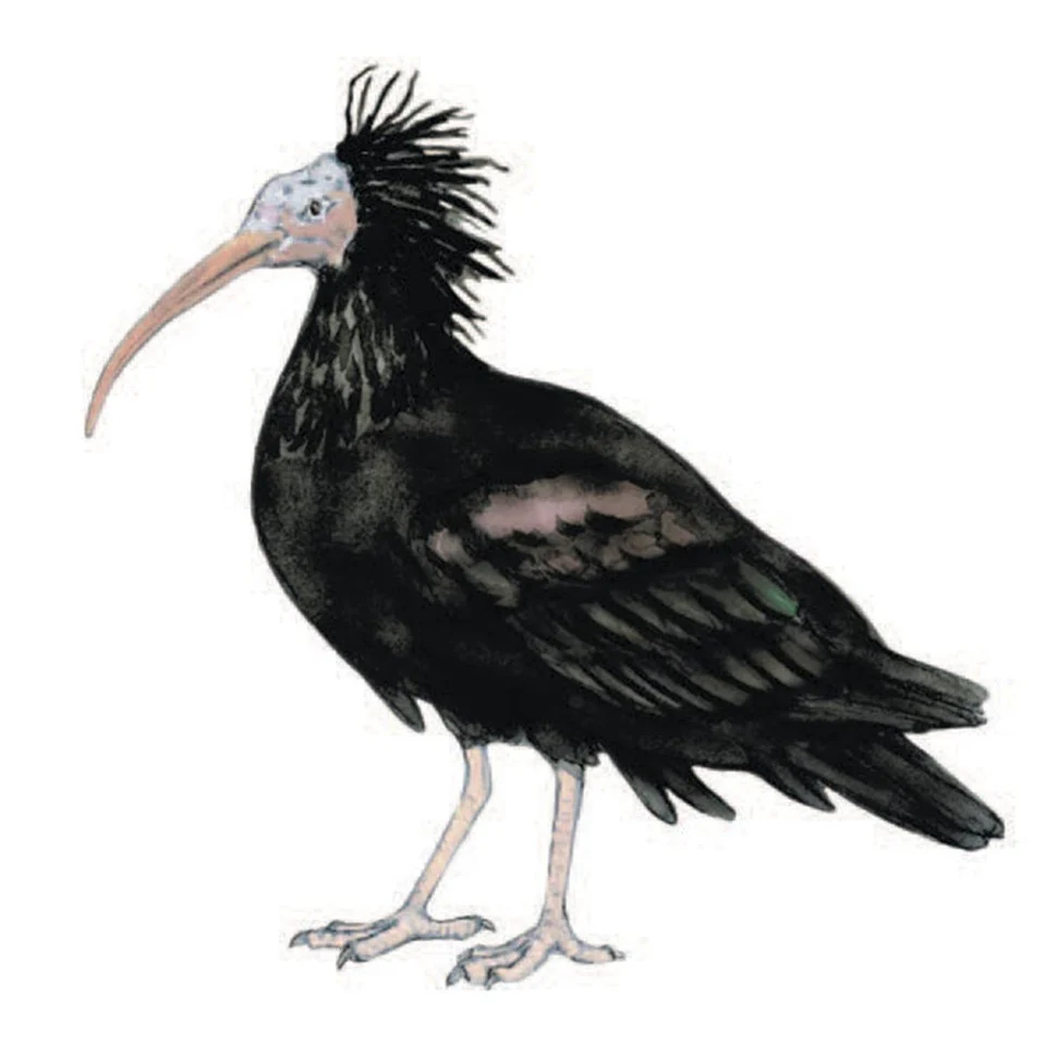Fauna (DA)