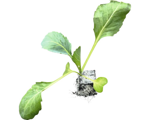 Biologische groentezaailingen, groentesoorten los met kluit/potgrond