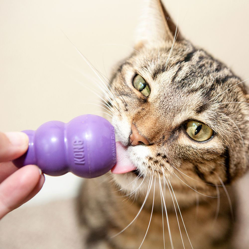 KONG Kat - Kitty KONG