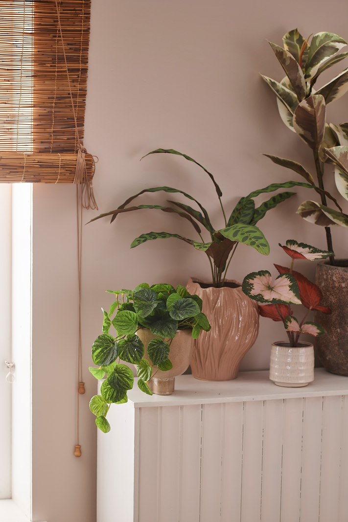 Calathea potteplante Grønn H:45 cm