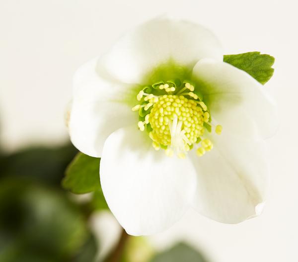Christrose