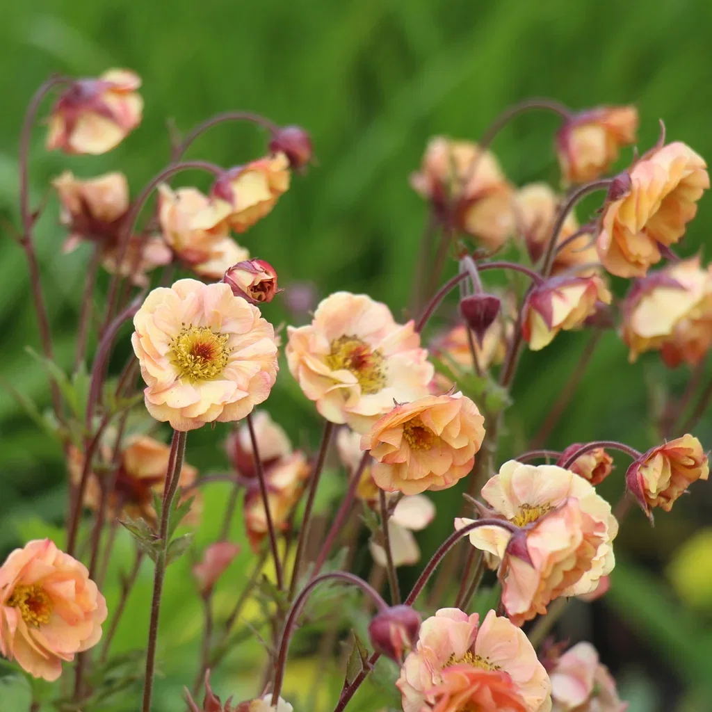 Geum (Pretticoats-series) PRETTICOATS PEACH Humleblomst PRETTICOATS PEACH Ø17 cm