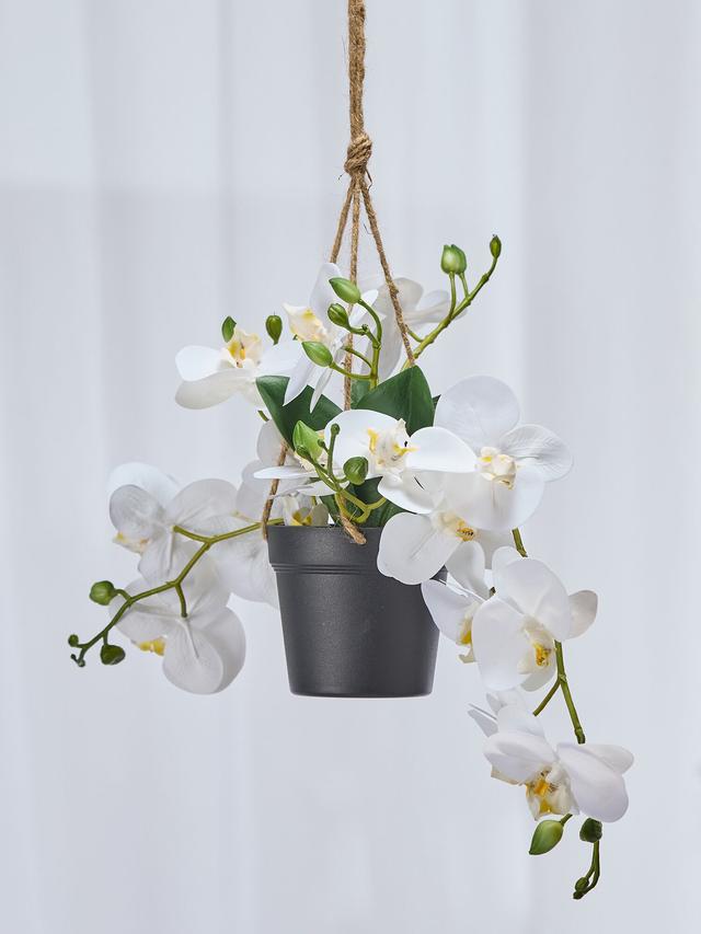 Orchideen im Topf hängend, 25 cm