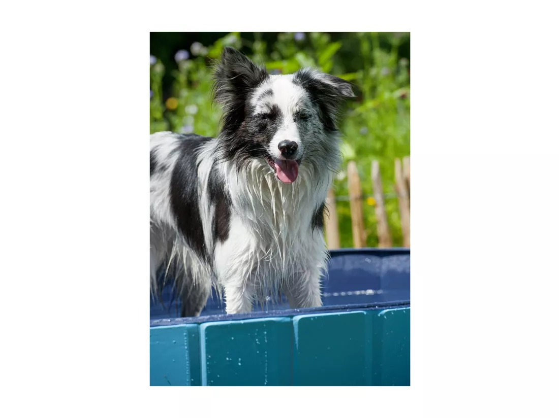 Piscine pour Chien 