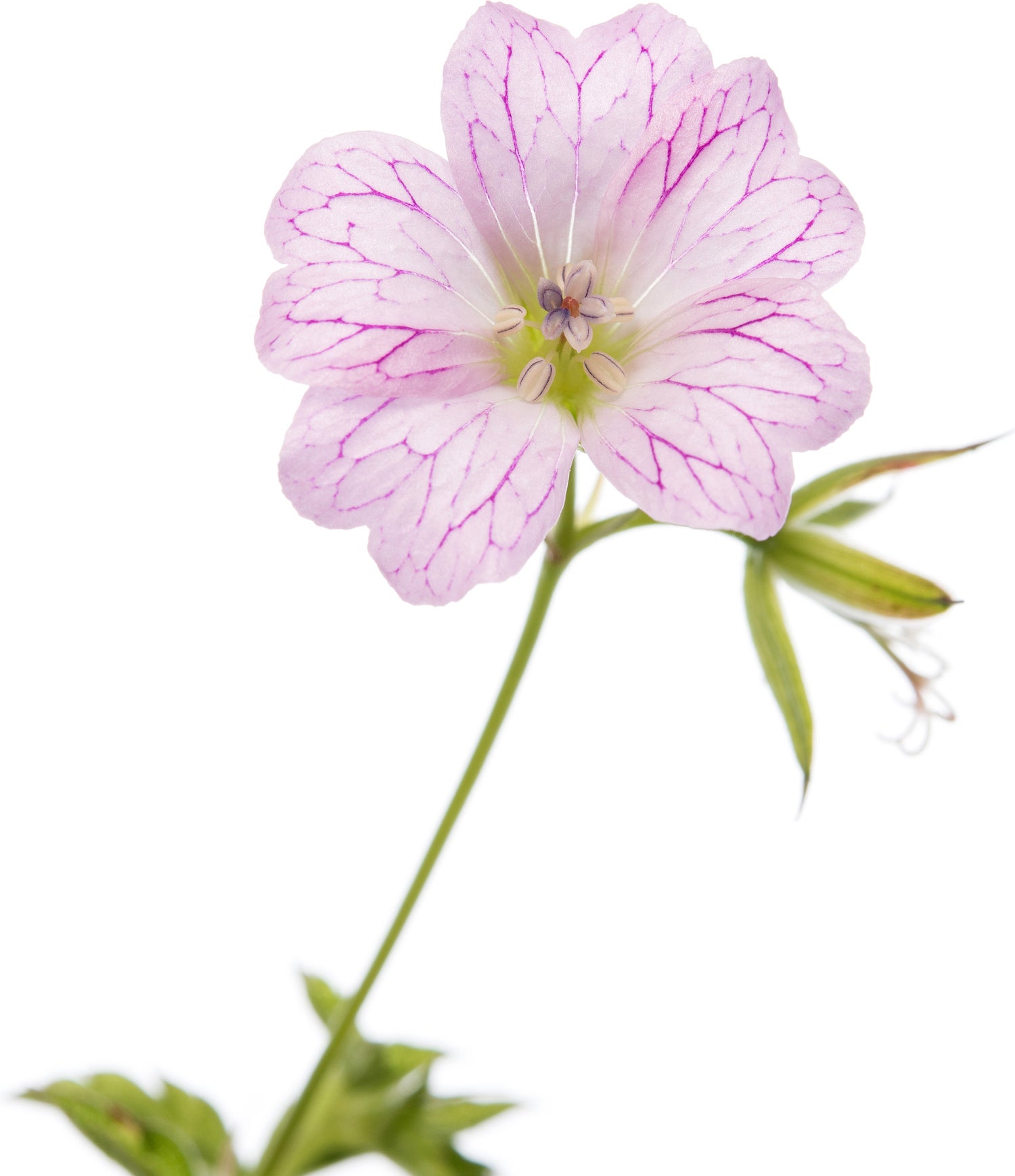 Ooievaarsbek (Geranium versicolor) D 11 H 10 cm