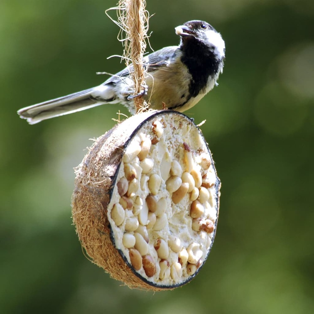 1/2 noix de coco garnitures à 5 saveurs oiseaux sauvages 10 pcs