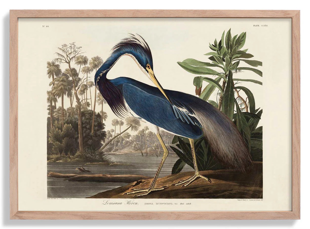 Louisiana Reiher Vogel