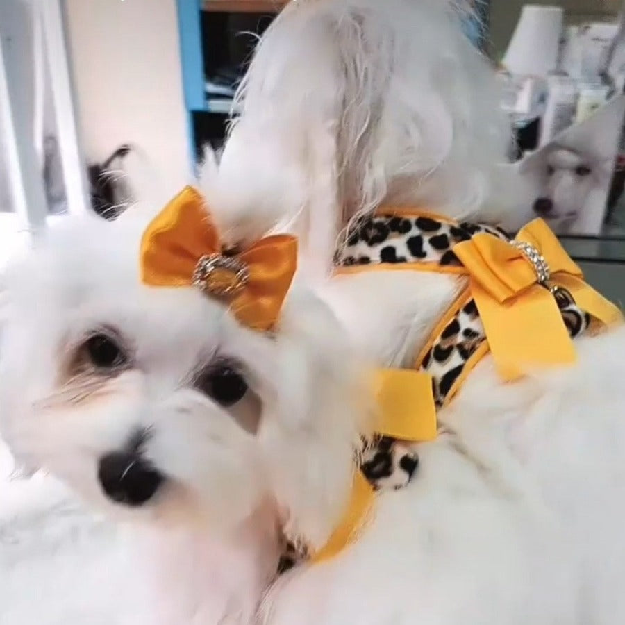 Coleira de verão Shalisa da Ideal Pets para cães