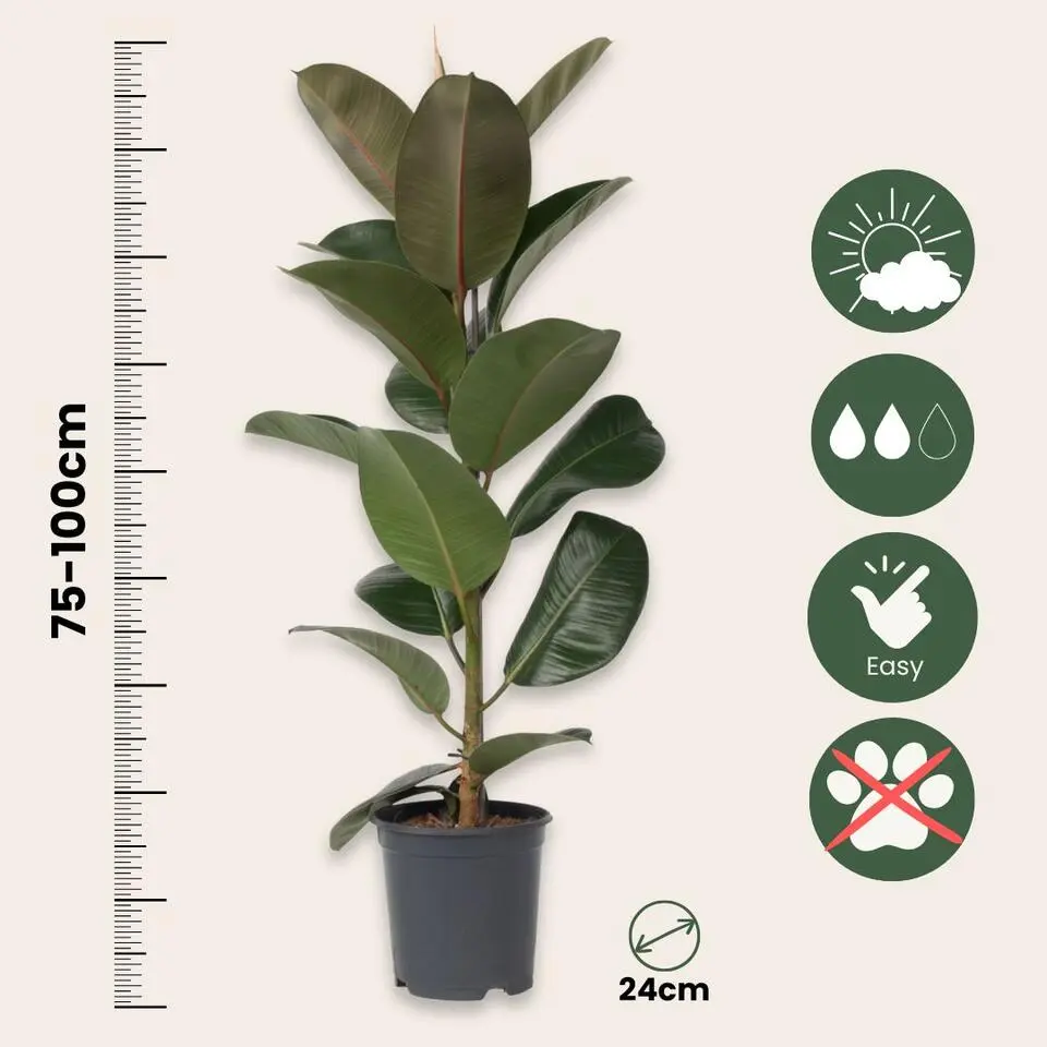 Rubberplant - Ficus Elastica 'Robusta' - Hoogte 75-100cm - ⌀24cm