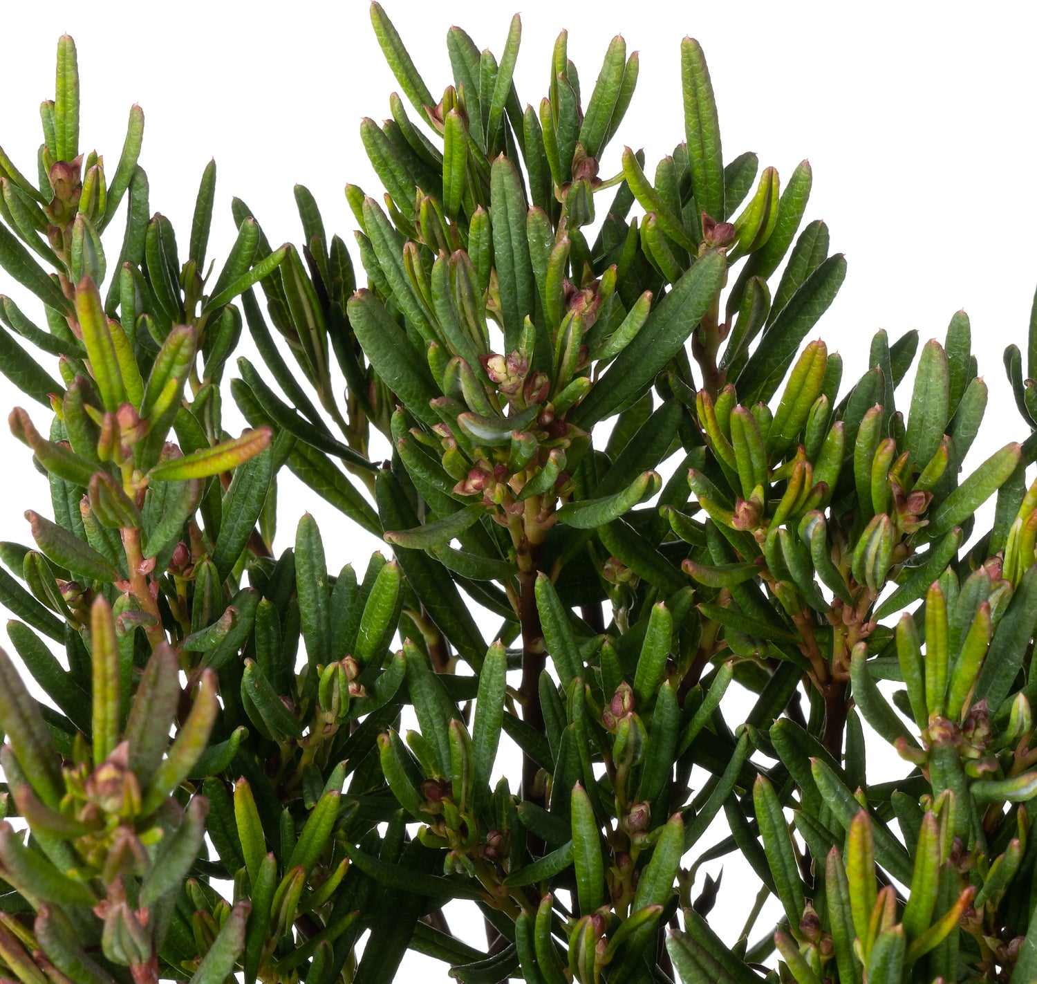 Lavendelheide (Andromeda polifolia 'Compacta') D 17 H 30 cm