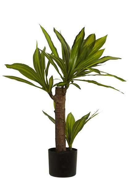 Dracaenaplante