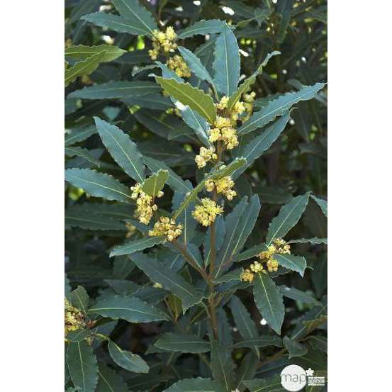 Plant de laurier sauce : pot de 1 litre