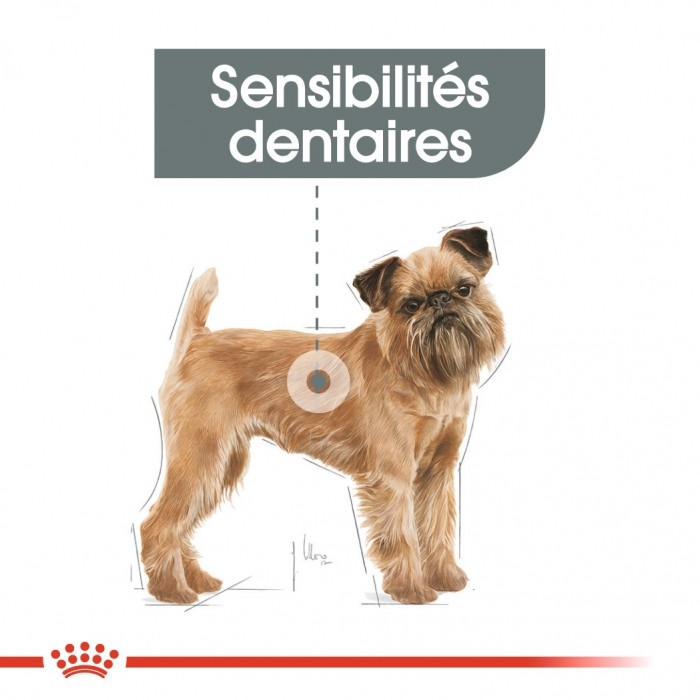 Royal Canin Mini Dental Care - Croquettes pour chien