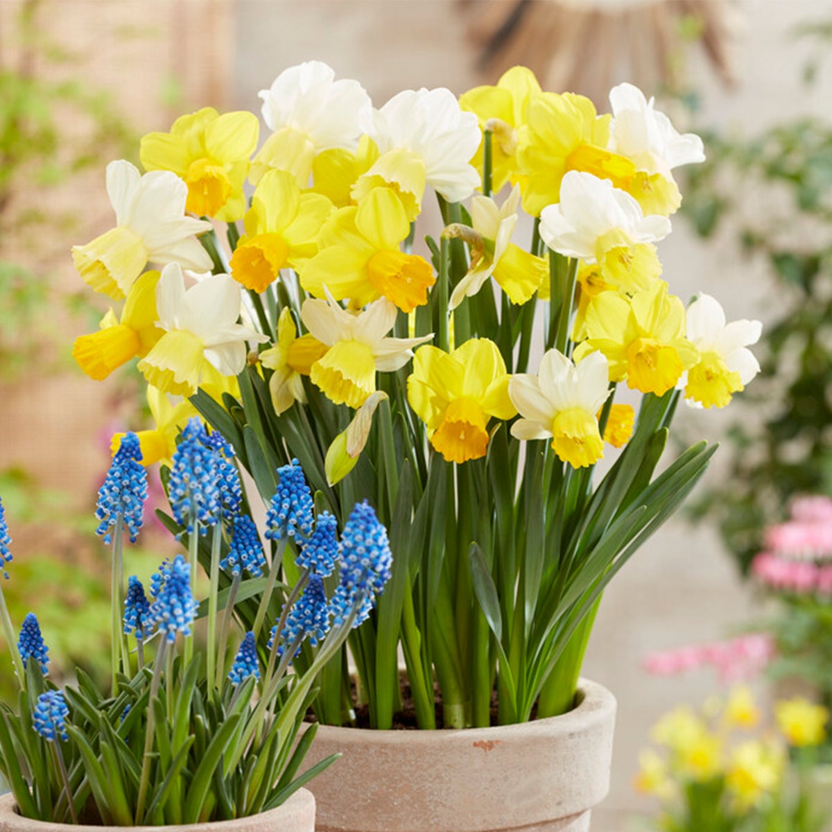 Bloomique – 15-pack – Narcis – Narcis – grootbloemige mix – kleurenmix – bloembollen – voorjaarsbloeiers – vaste planten – wordt 35–45 cm hoog