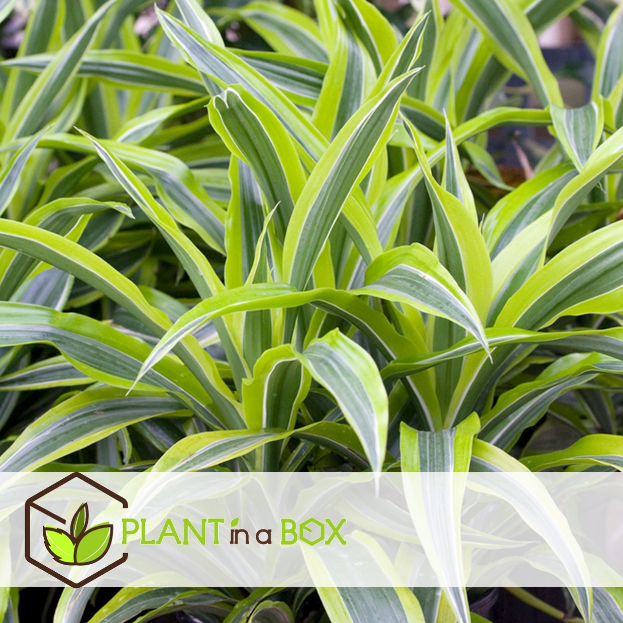 Dracaena deremensis - lemon lime - dragonniers - set de 2