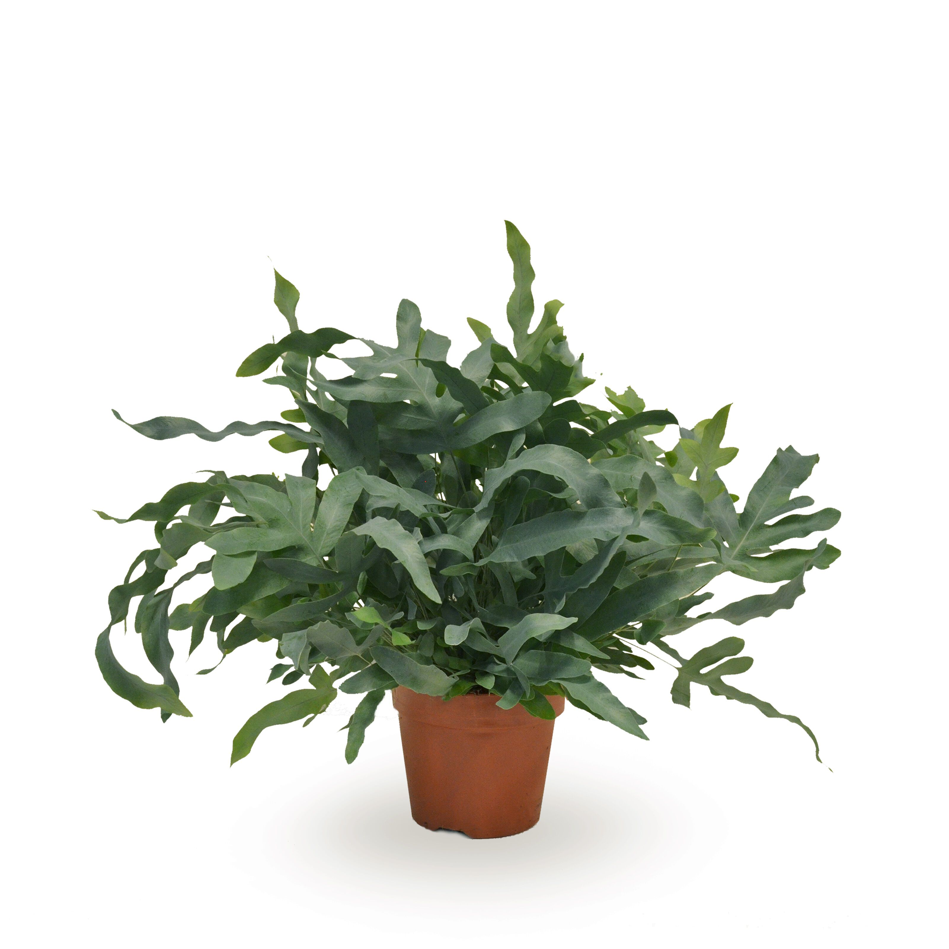 Varenmix - Kamerplant - 17 cm