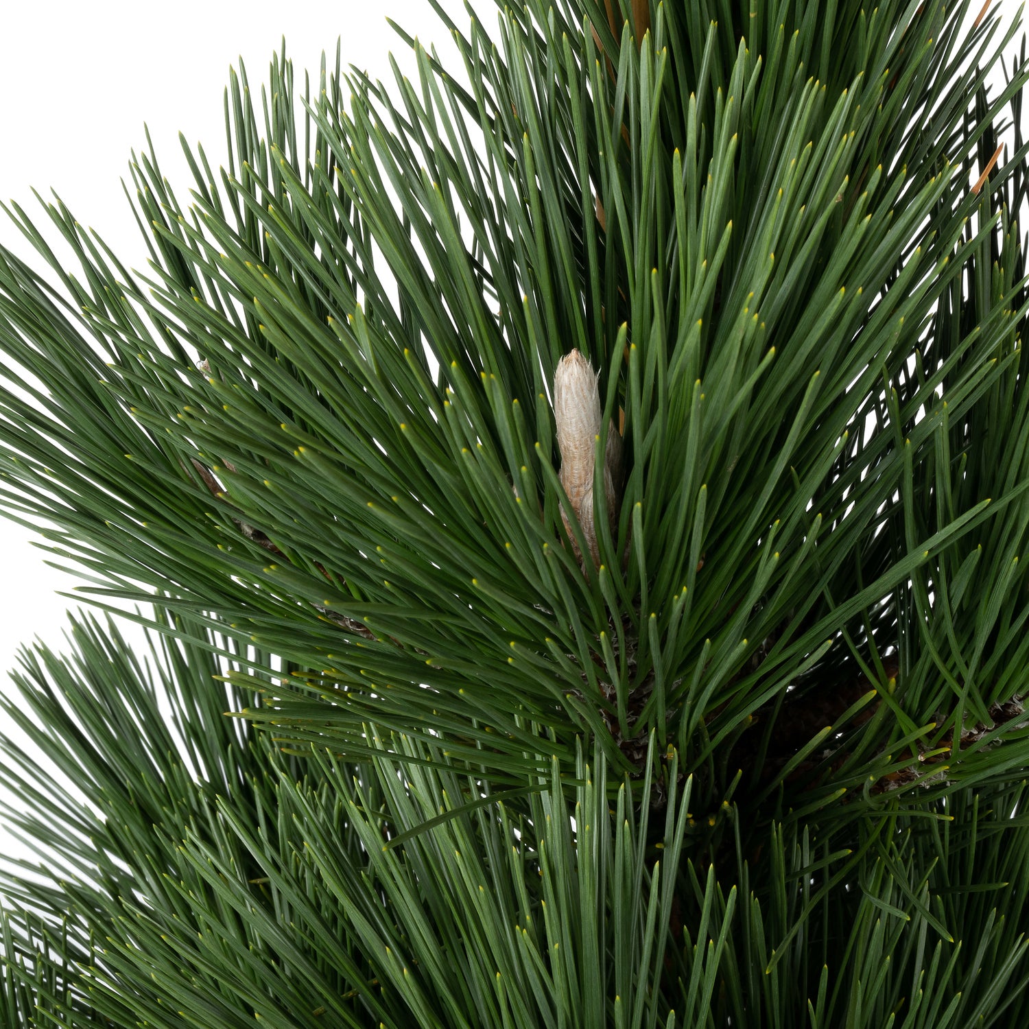 Japanse zwarte Den (Pinus thunbergii 'Thunderhead') D 30 H 40 cm