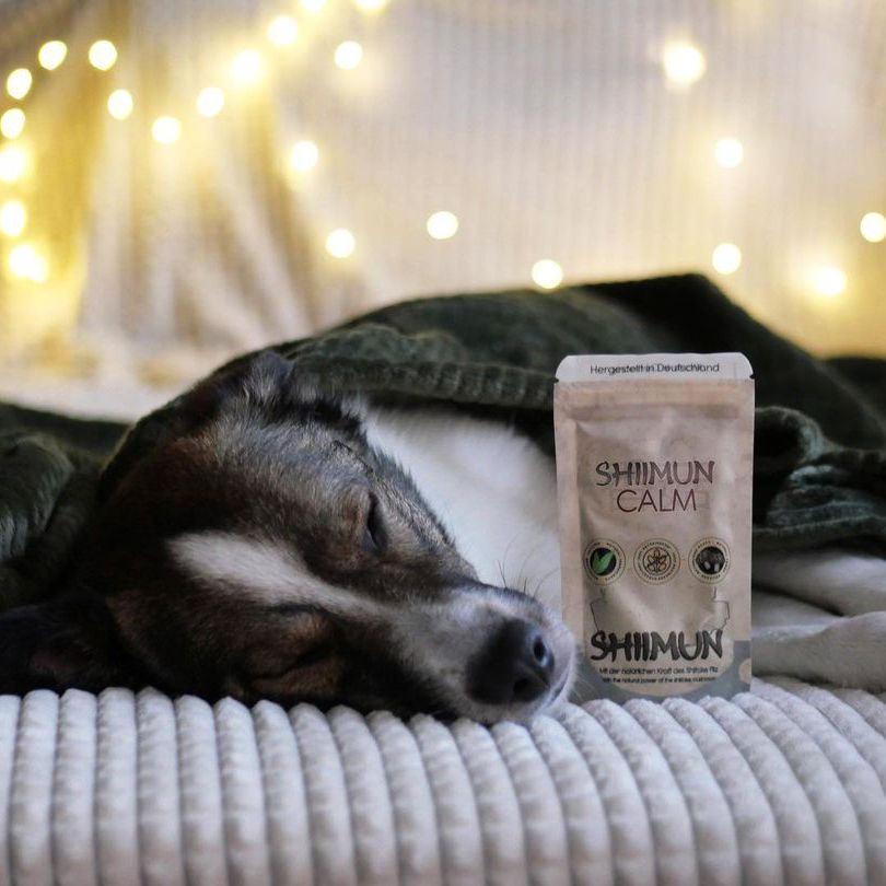 Marsapet Nahrungsergänzungs für Hunde und Katzen mit Shiitake - Shiimun Calm Pulver