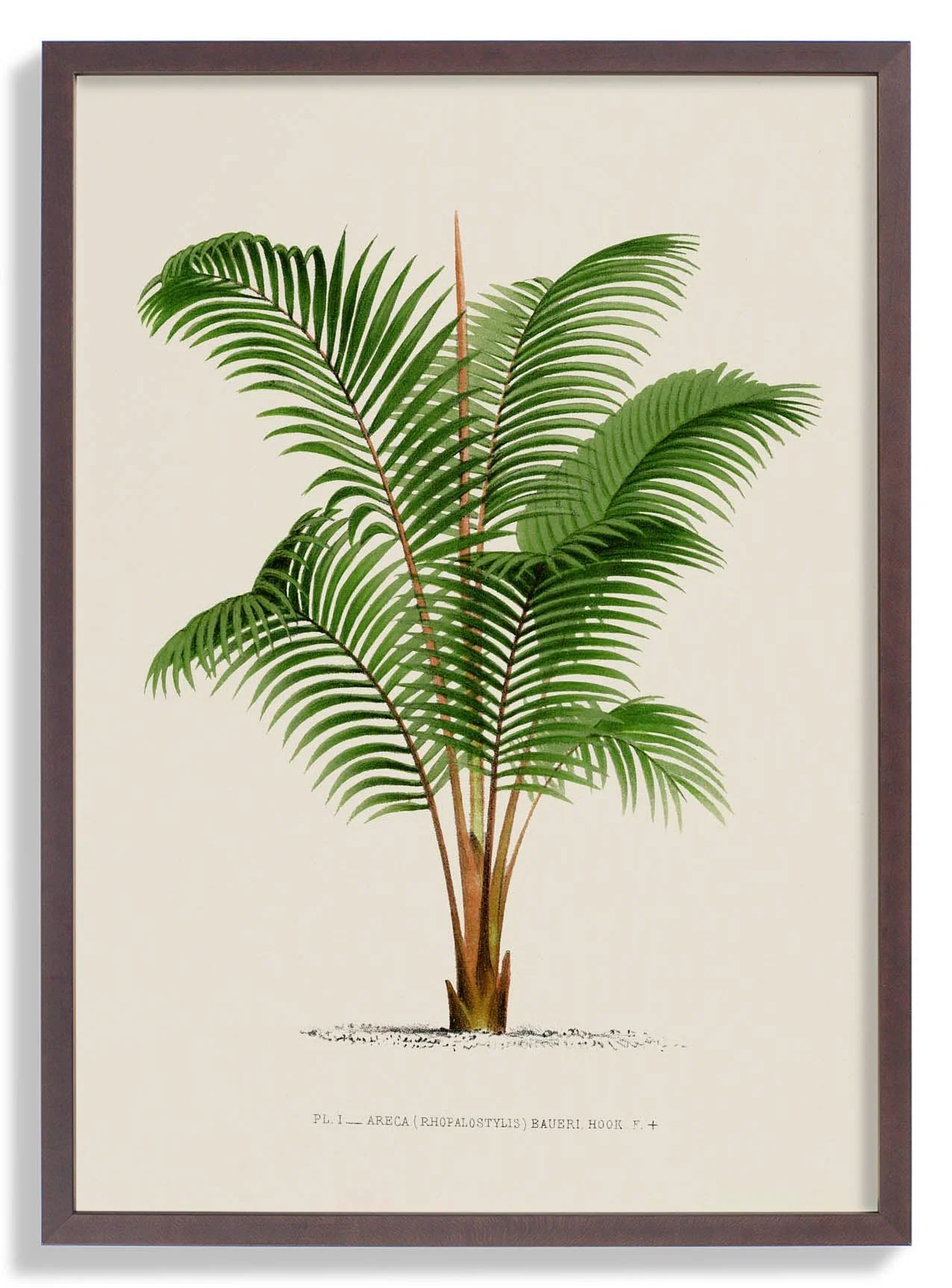 Areca Bauer Palm Tree Kunstdruck