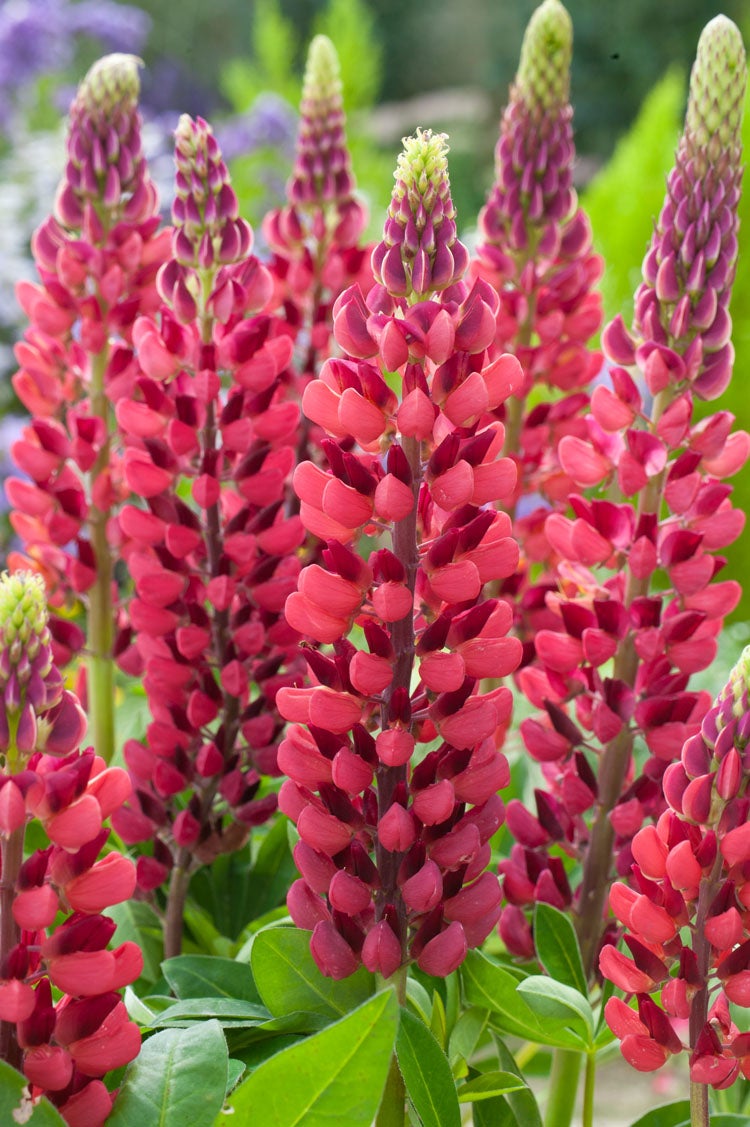 Lupine (Lupinus 'My Castle') D 11 H 20 cm