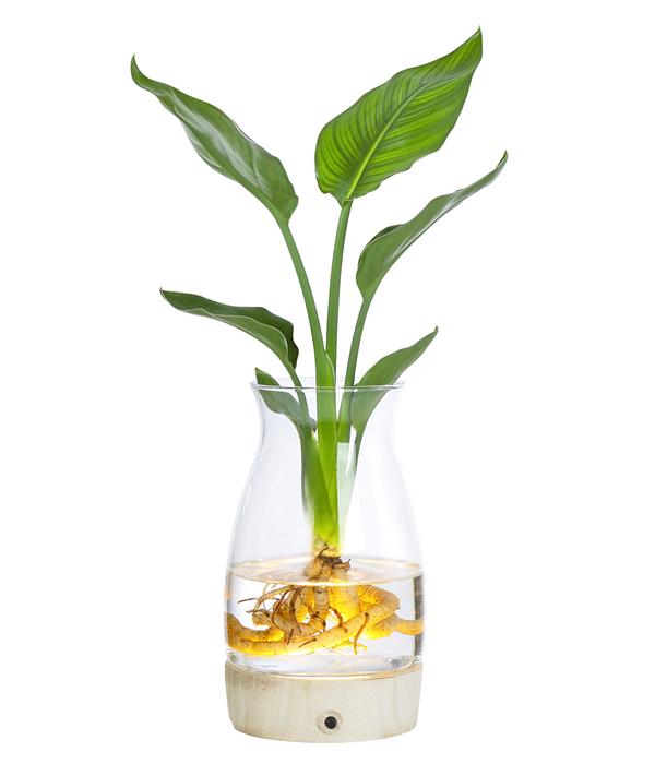 Waterplant Paradisvogelblume im Glas -
