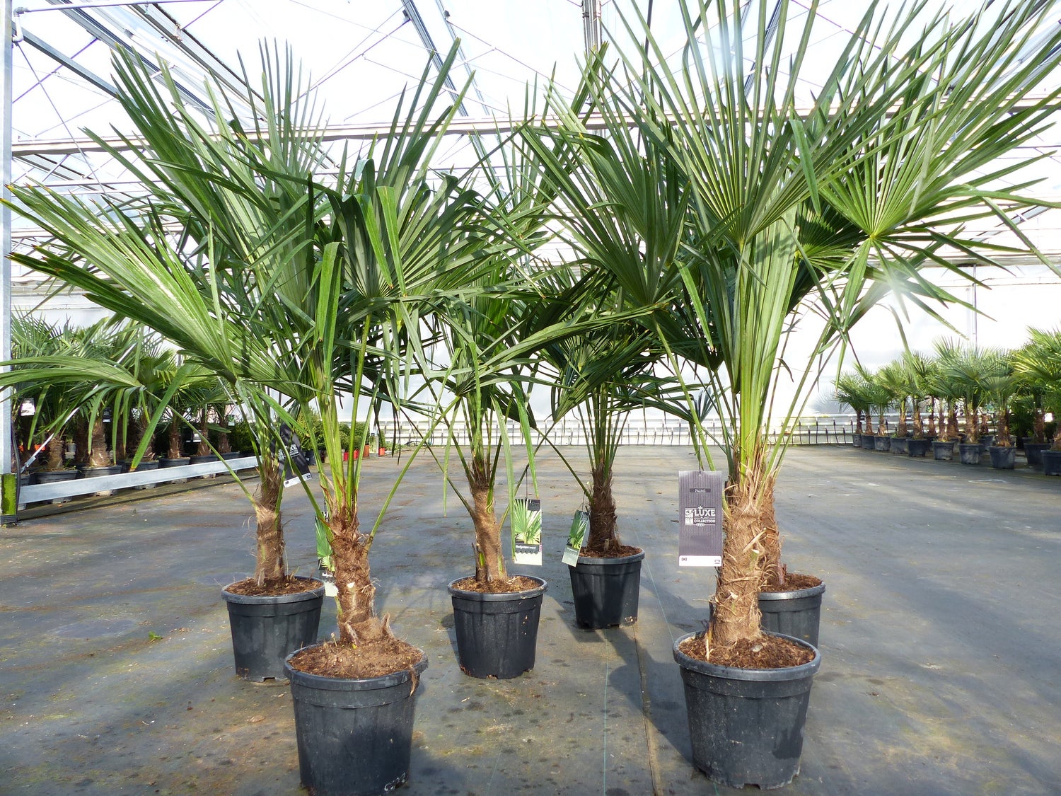 Trachycarpus fortunei 140 - 170 cm Palm, Chinese Windmill Palm, winterhard tot -18°C