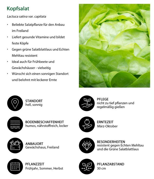 Kopfsalat, 12er Schale