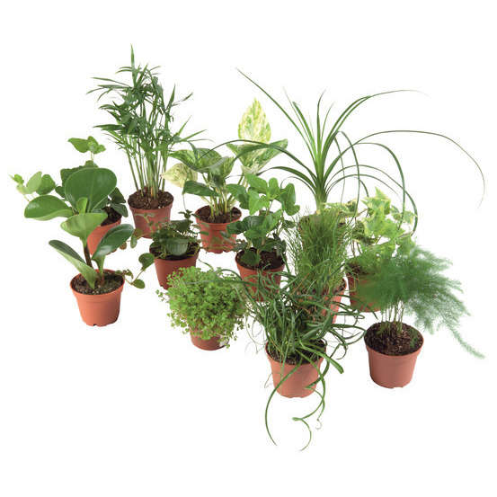Plantes vertes : pot d.8cm - Variétés variables