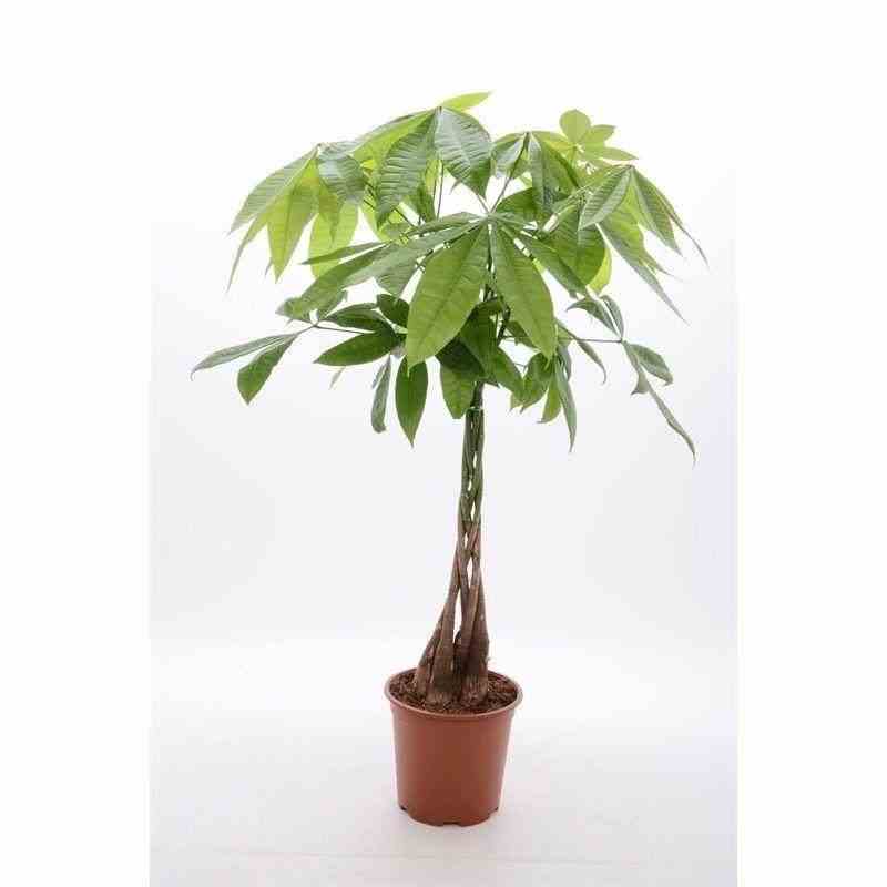 Pachira aquatica (noix de malabar, châtaignier de guyane, cacaoyer-rivière) taille pot de 10 litres ? 140/160 cm