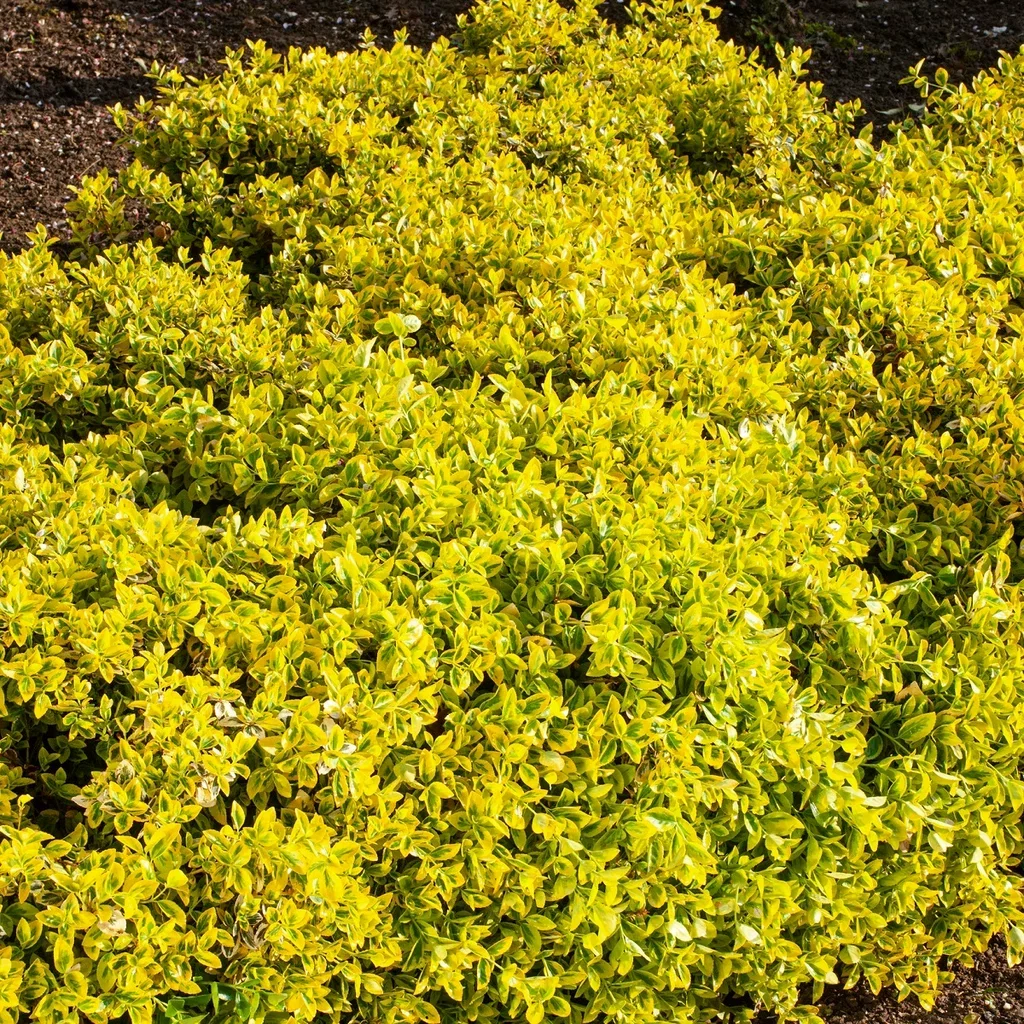 Euonymus fortunei var radicans 'Emerald 'n' Gold' Beinved 'Emerald 'n' Gold' Høyde 25-30 cm