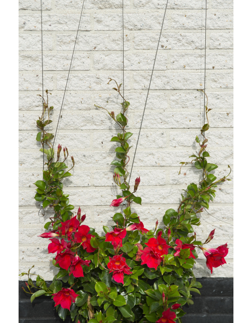 Nature Draadset Voor Klimplanten - Klim-En Geleide Artikel - 10 m Metaal Ø 1.8 Mm