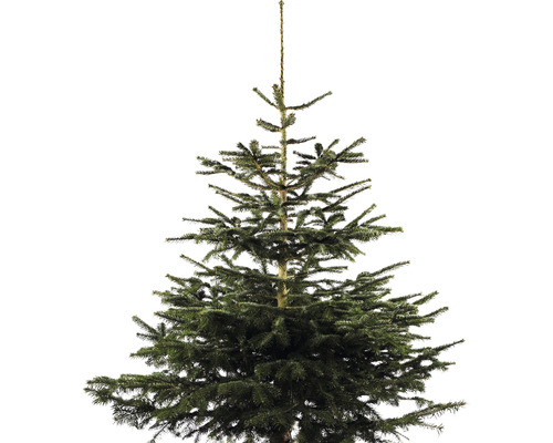 Nordmannspar, Baden-Württemberg, 150-200 cm hoog, gekapte kerstboom uit duurzame en regionale teelt