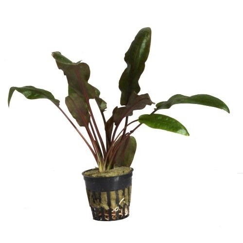 Cryptocoryne Wendtii 