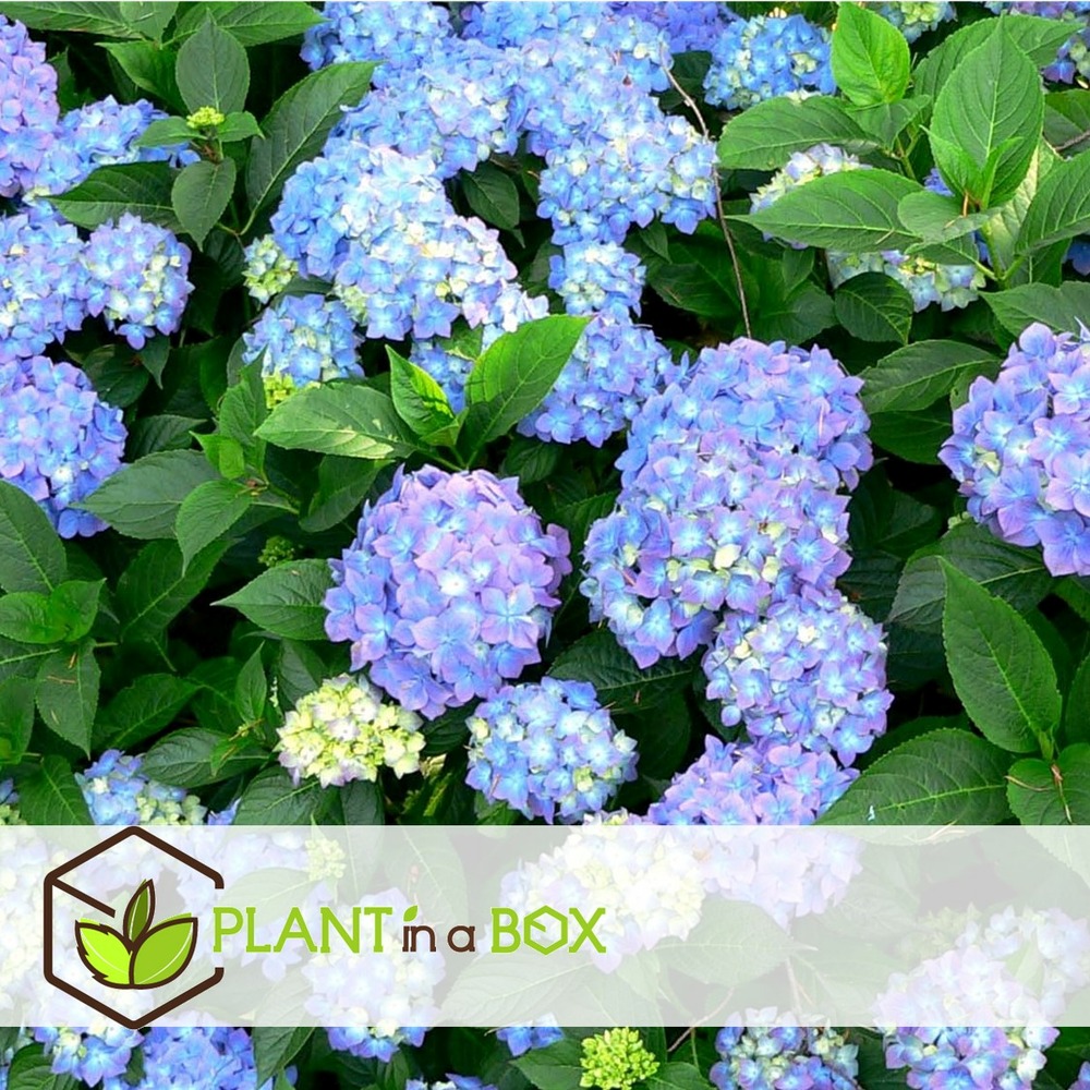 Hydrangea macrophylla - mélange de 6 - hortensia - pot 9cm - hauteur 25-40cm