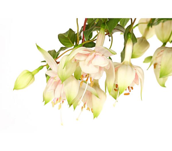 Fuchsie, Stämmchen, verschiedene Sorten
