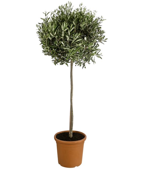 Olive, Stämmchen