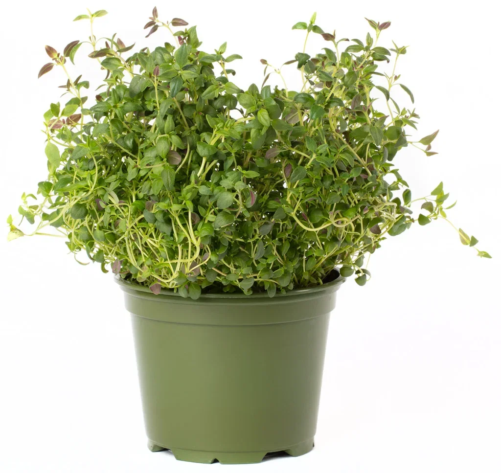 Thymus vulgaris 12 cm Kryddertimian Ø12 cm