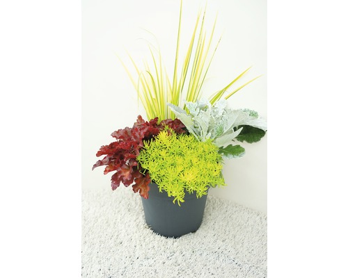 Herfstmagie Gemengde Planten Ø 24 cm Pot