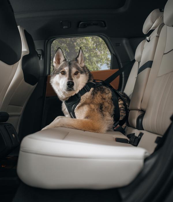 THULE® Hundegeschirr für Autos Cappy