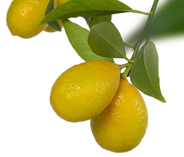 Limette 'Limequat'