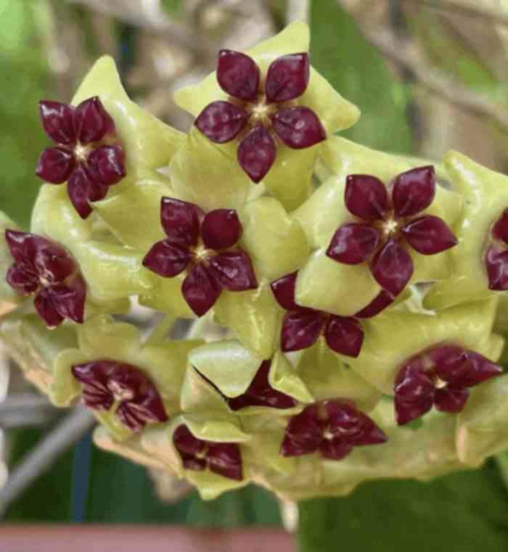 Hoya cinnamomifolia (fleur de porcelaine, fleur de cire) - taille pot de 2 litres - 20/40 cm