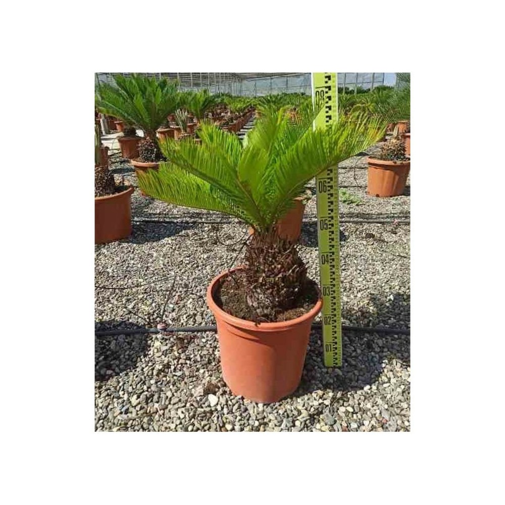 Cycas revoluta (cycas du japon-sagou) specimen taille pot de 60l - tronc de 40/50 cm - 125/150cm