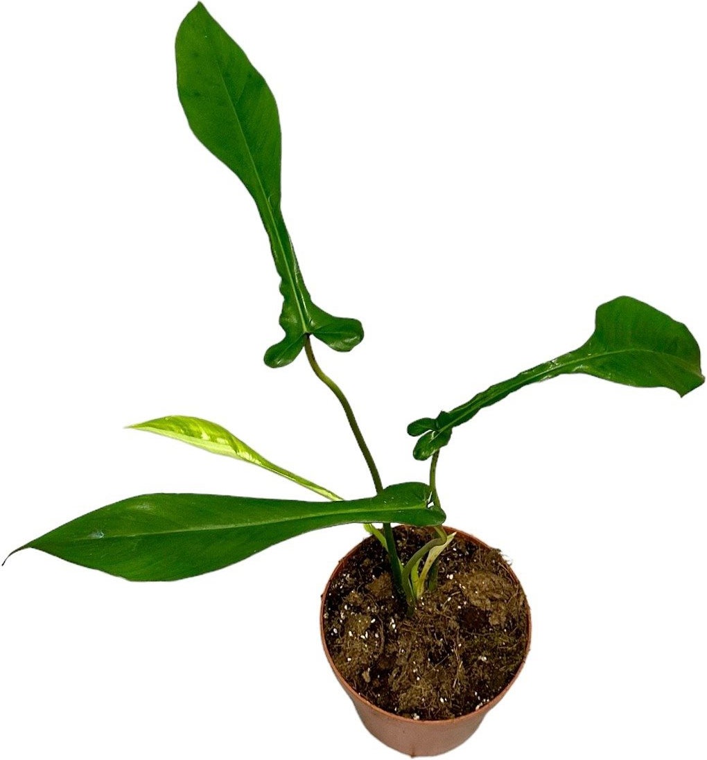 Philodendron (Philodendron joepii) D 17 H 30 cm