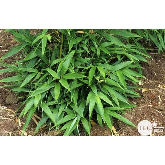 Bambou moyen phyllostachys nigra 150/200 cm: pot de 18 litres