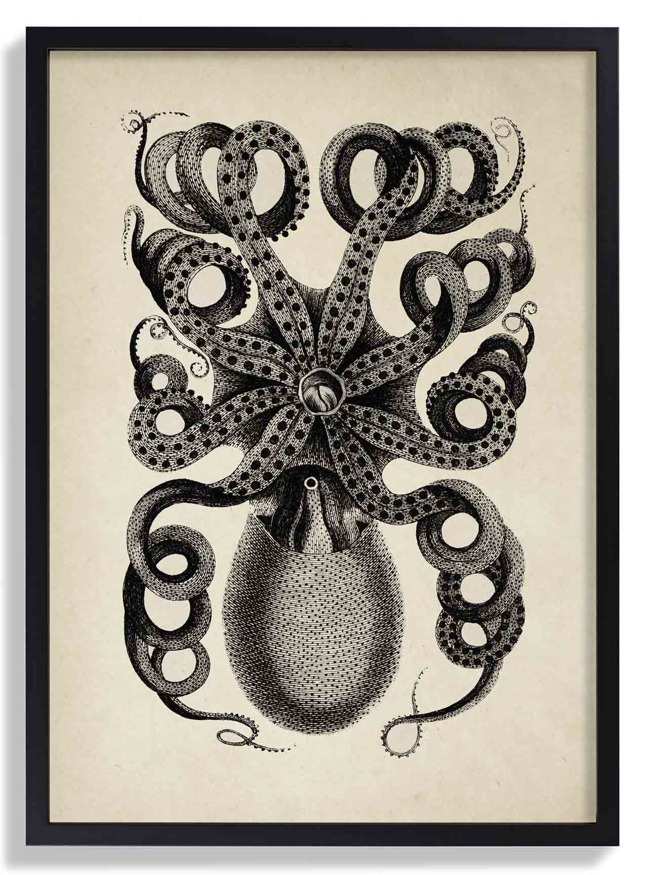 Antiker Oktopus I