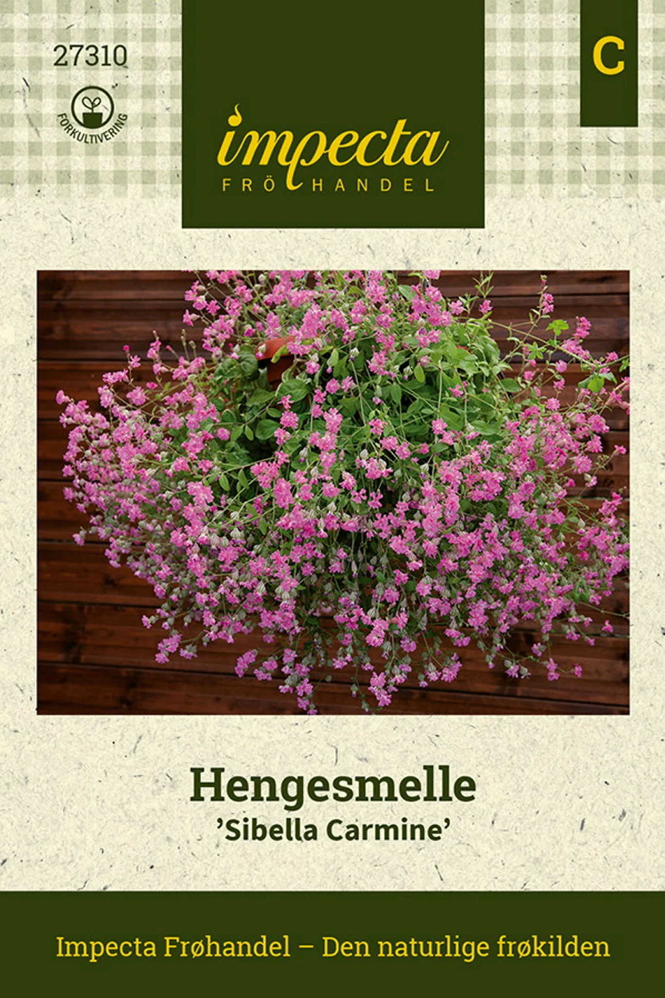 Silene pendula 'Sibella Carmine' Hengesmelle 'Sibella Carmine'